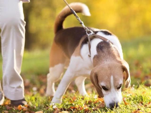 Passear com os Cães