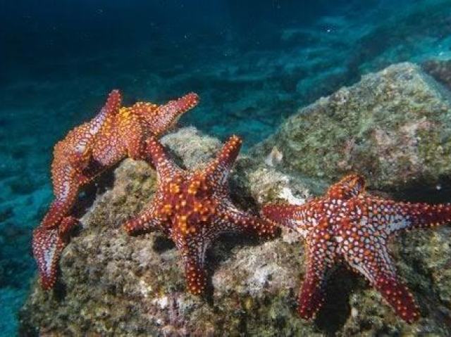 Estrela do mar