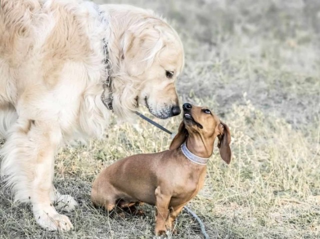 Cachorríneos