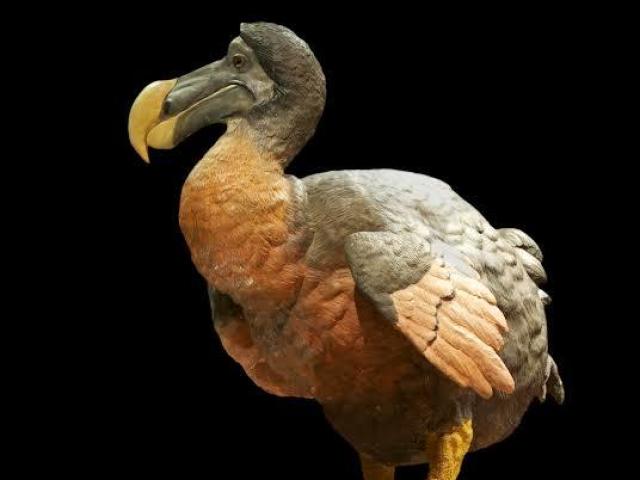 Dodo