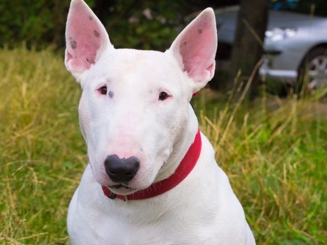 Bull terrier, olho pequeno