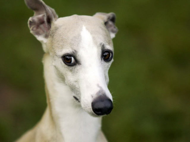 Whippet, bem magrinho