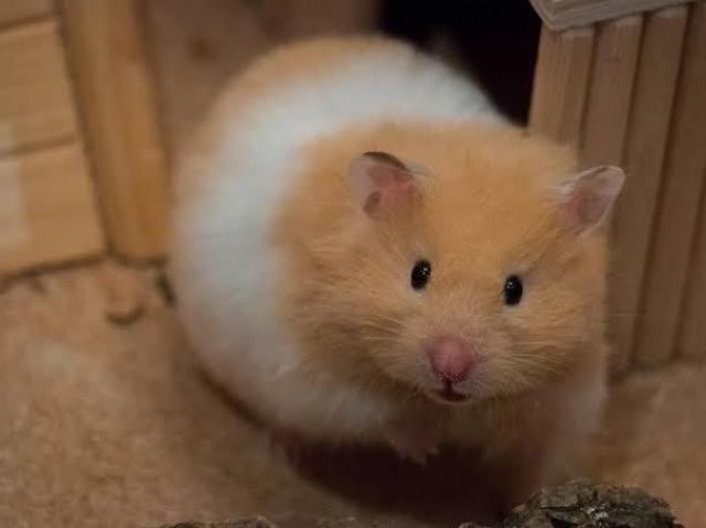 Hamster