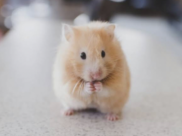 Hamster