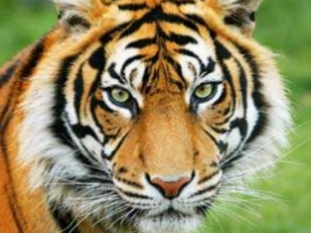 Tigre