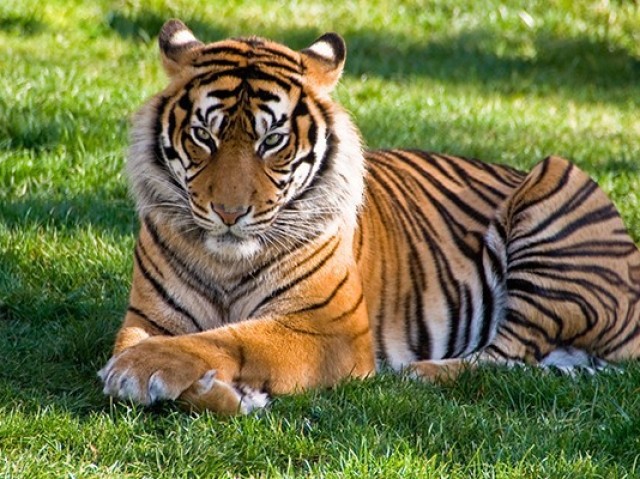 Tigre