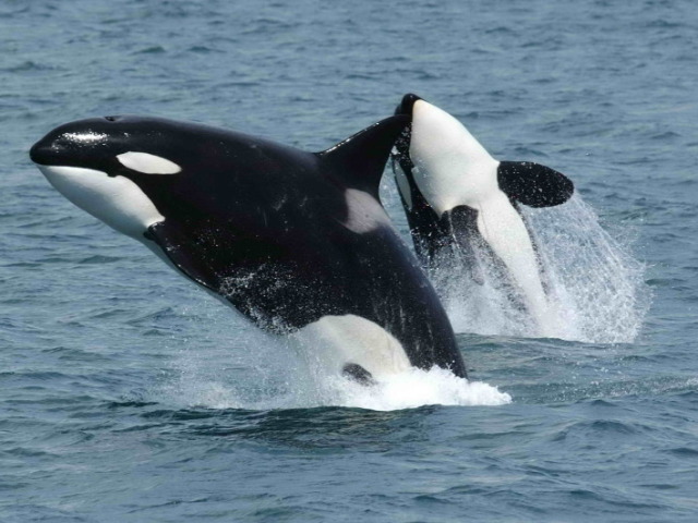 Orca