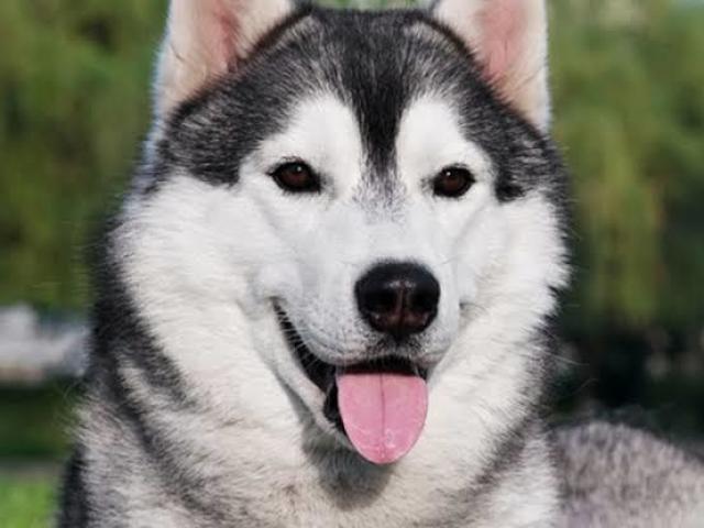 Husky Siberiano