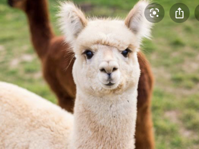 Alpaca