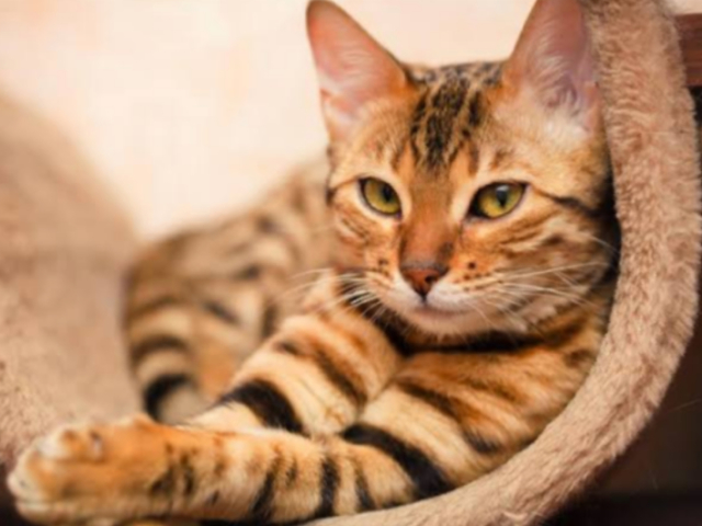 Gato