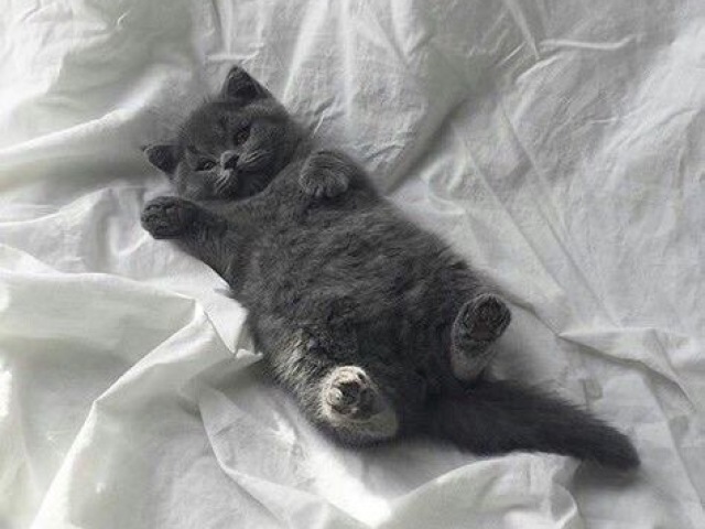 Gatos