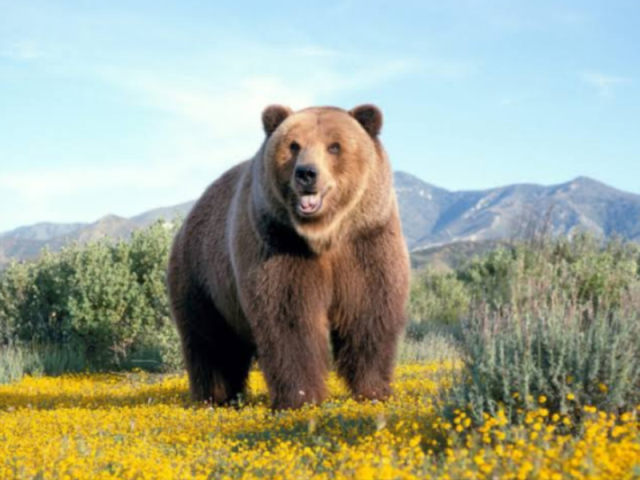 Urso