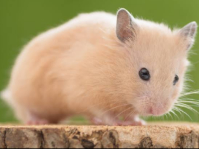 Hamster