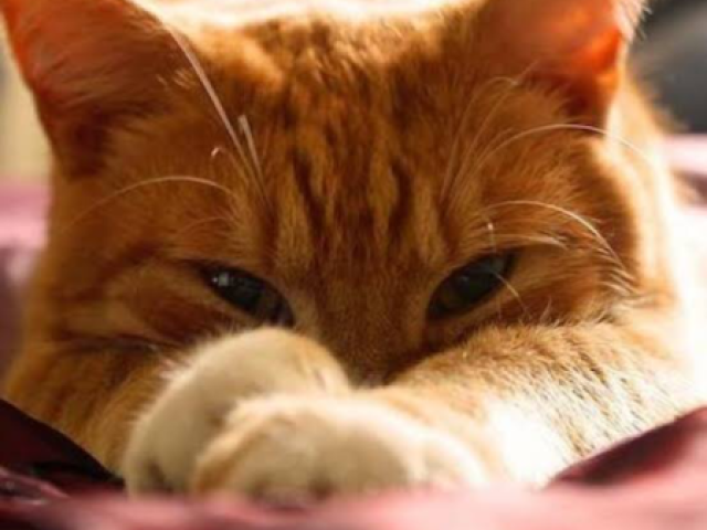 Gatos