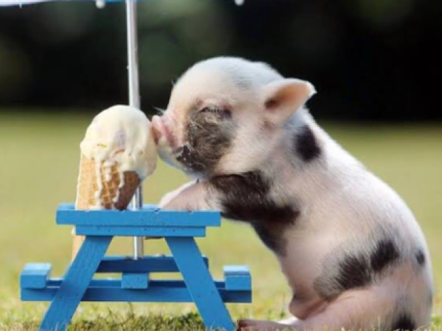 Pig