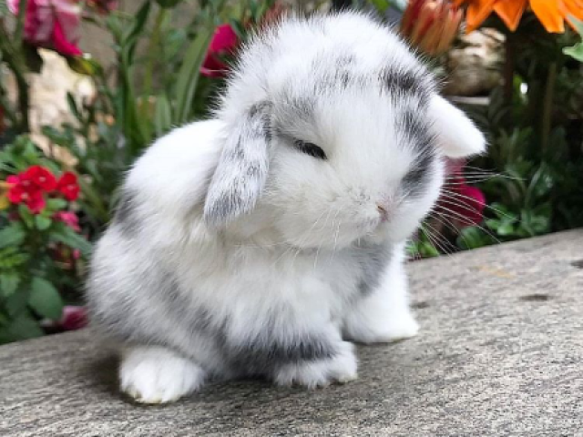 Coelhos