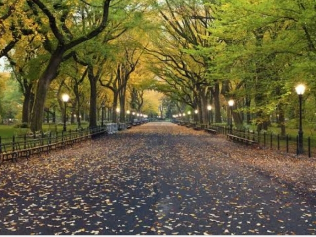 Central Park - NYC