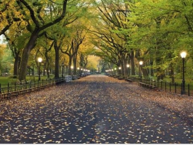 Central Park - NYC