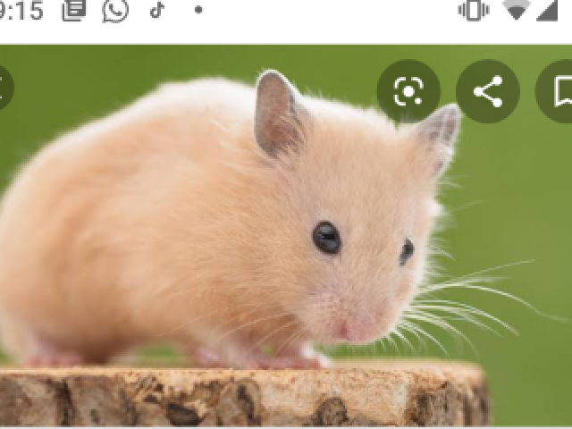 Hamster