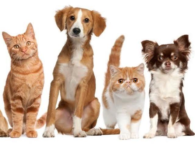 Qual animal doméstico combina mais com você?