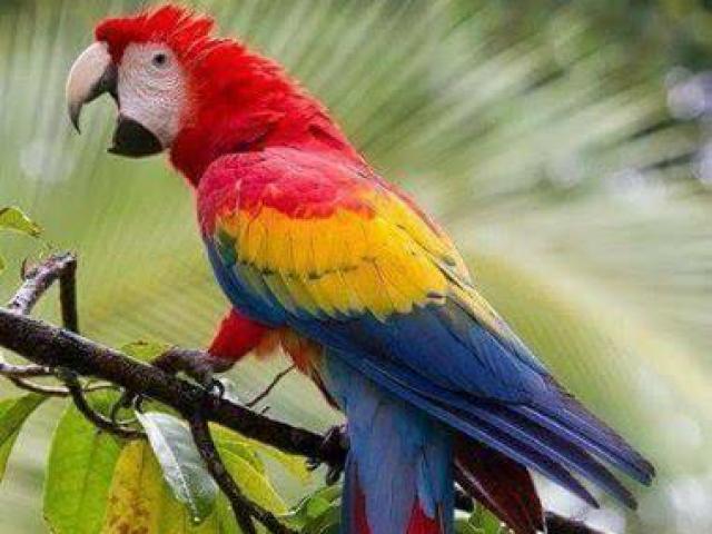 Arara macaw