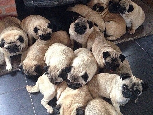 Pug