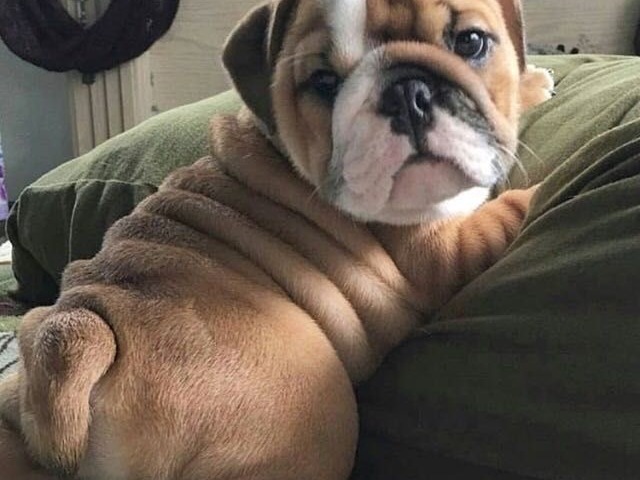 Bulldog