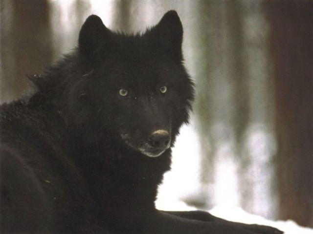 Lobo.