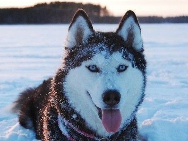 Husky siberiano