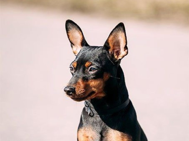 Pinscher