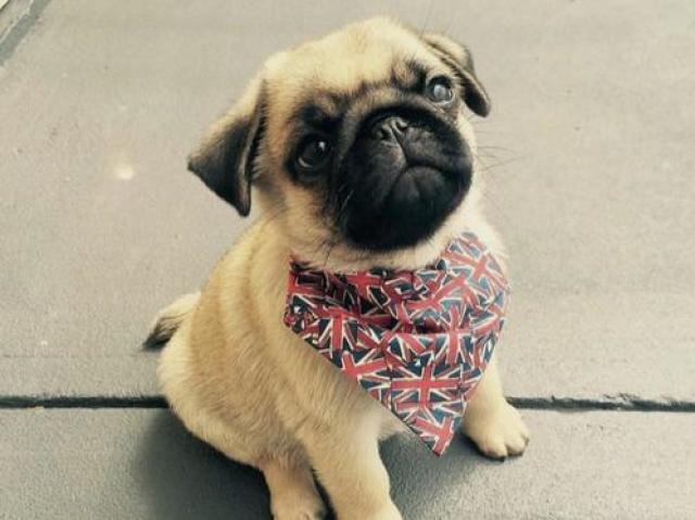 Pug