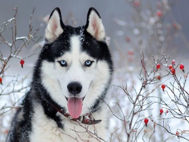 Husky siberiano