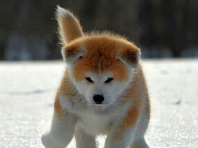 Akita