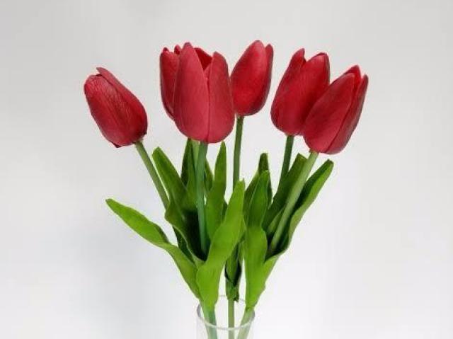 Tulipa