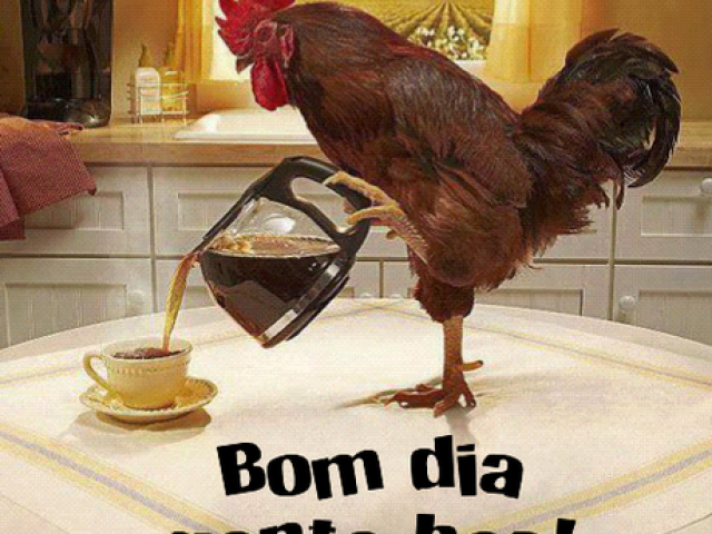 galo bom dia gente boa