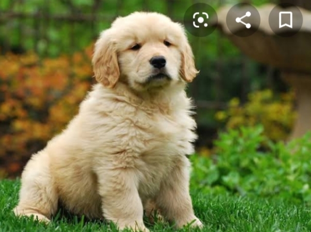 Golden Retriever