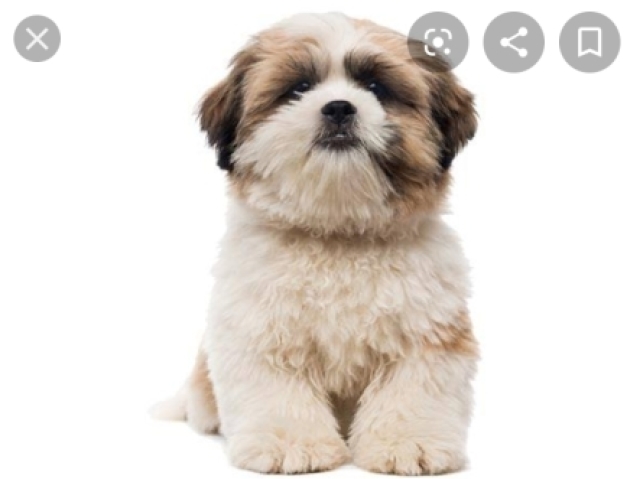 Shih tzu