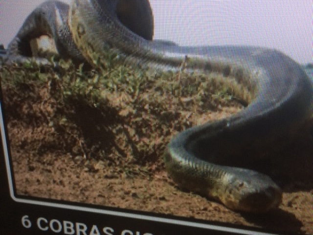 Cobras