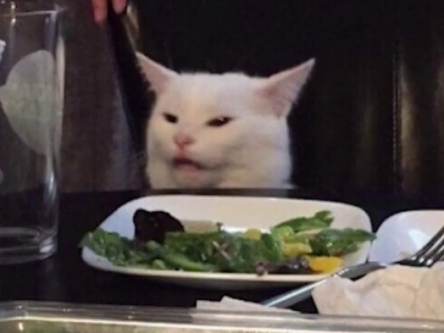 gato