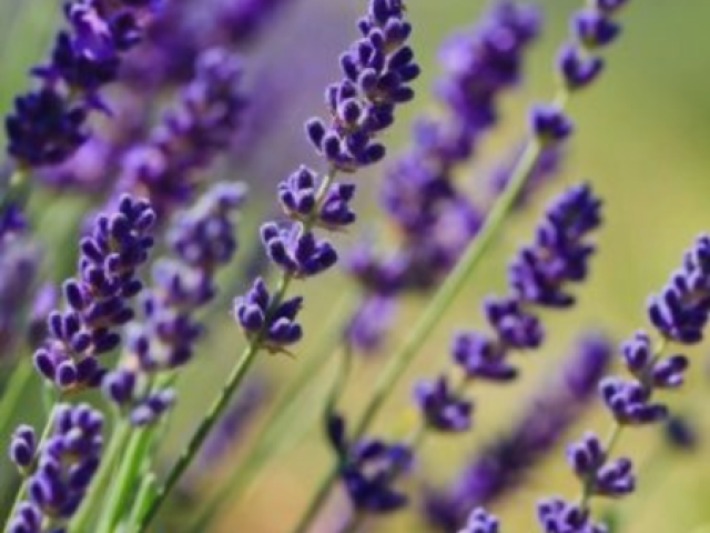 Lavanda