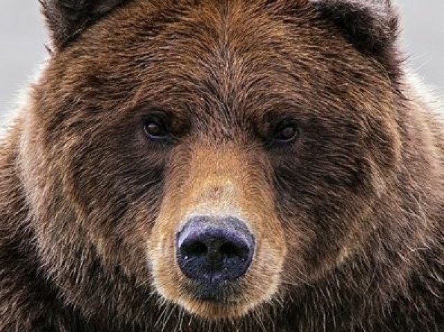 Bear