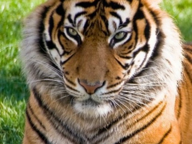 A tiger