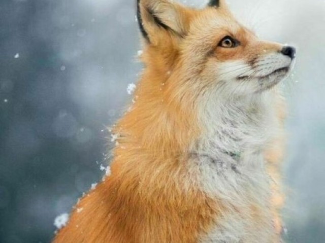 A fox