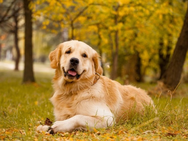 Golden Retriever