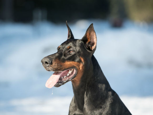 Dobermann