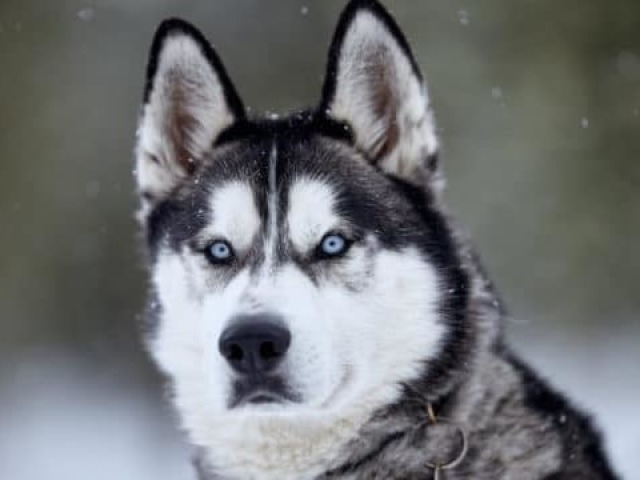 Husky Siberiano