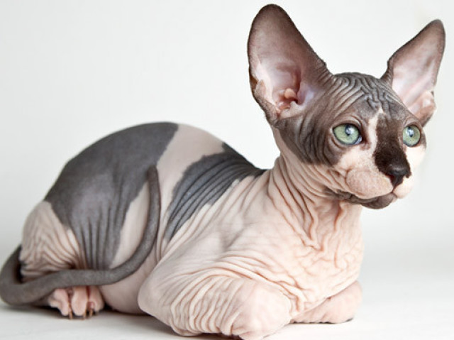 Sphynx