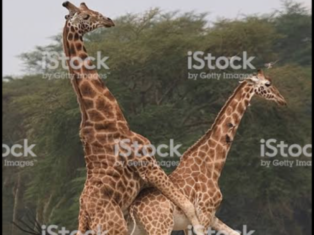 Girafas