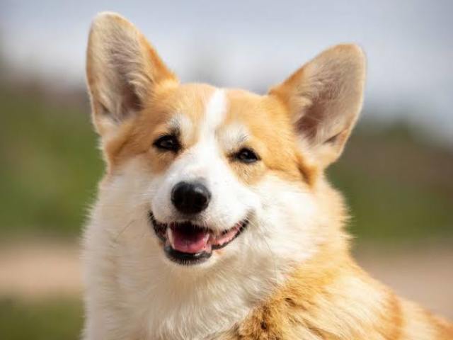 Welsh Corgi Pembroke