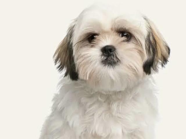 Shih-tzu